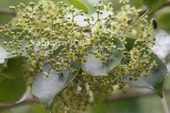 Cassine paniculata